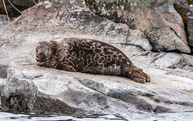 能移民家是不是很有錢？深入解析移民家庭的經(jīng)濟(jì)背景與多元化原因